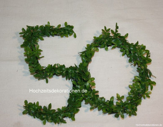 Buchsbaum 50 in drei Größen