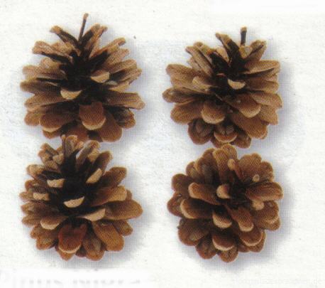 Zapfen klein